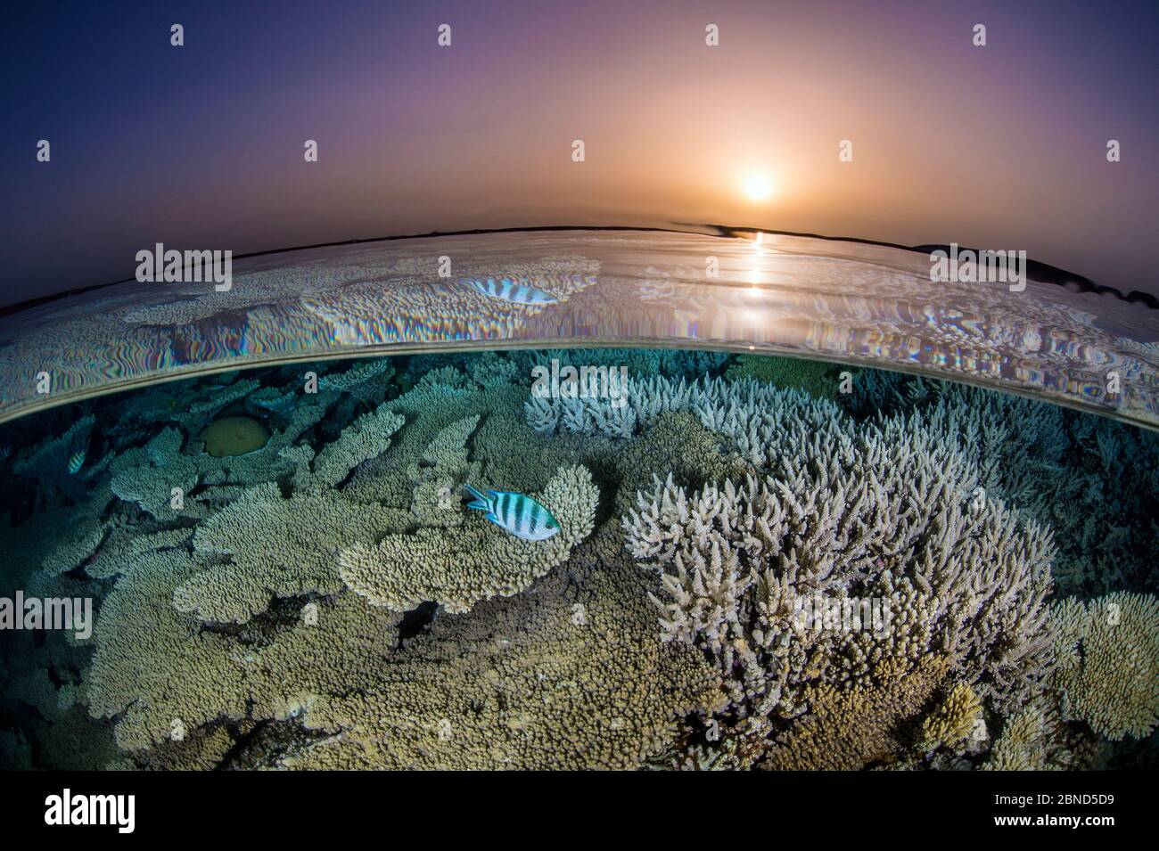 Sergente di scissortail (Abudefduf sexfasciatus) che nuota sopra i coralli duri (Acropora sp.) sulla scogliera poco profonda al tramonto, vista di livello diviso. Isola di Gubal, ad esempio Foto Stock