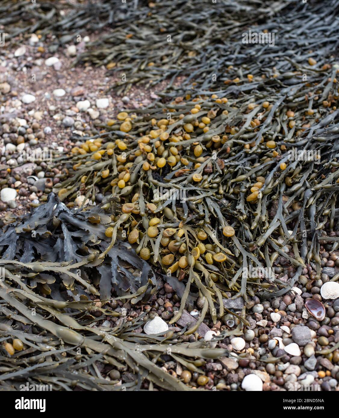 La vescica Wrack alghe marine Foto Stock