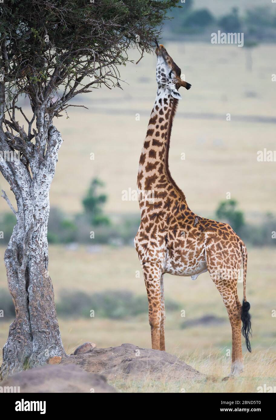 Giraffe (Giraffa camelopardalis) che si nutre su albero, Masai Mara, Kenya. Foto Stock