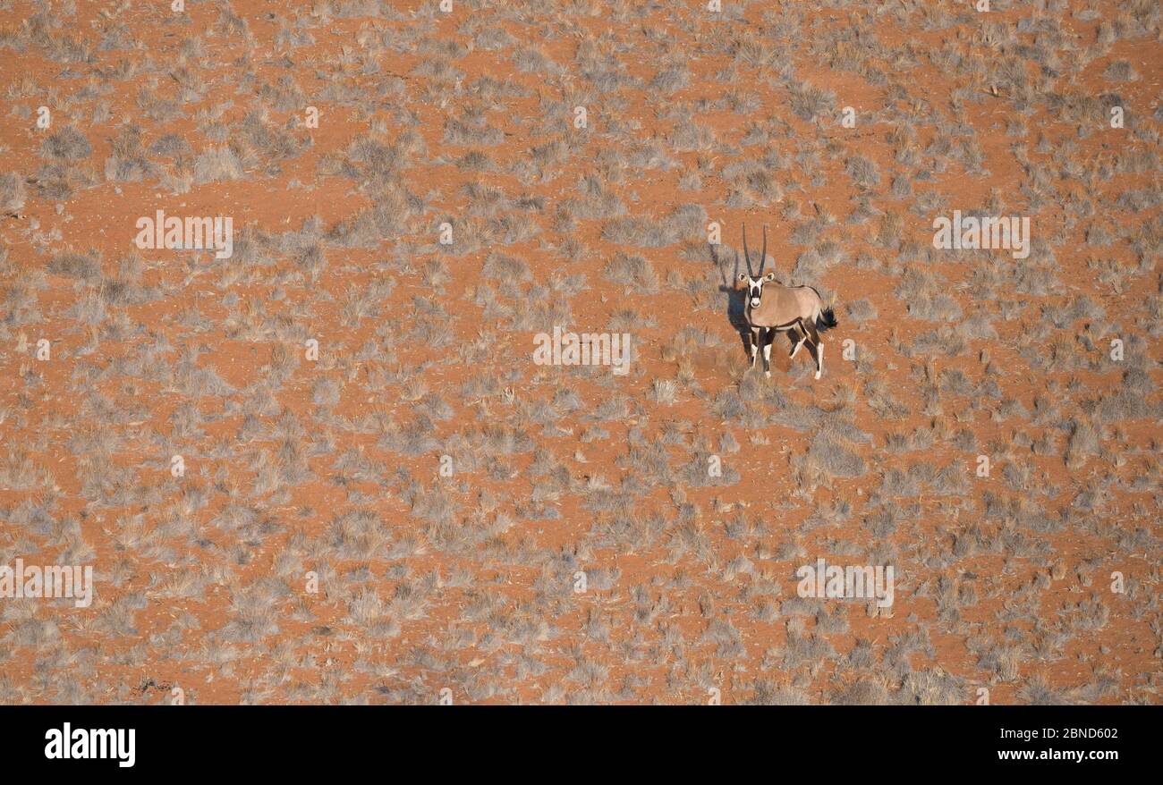 Gemsbok (gazella orice) vista aerea, deserto Namib, Namibia. Foto Stock