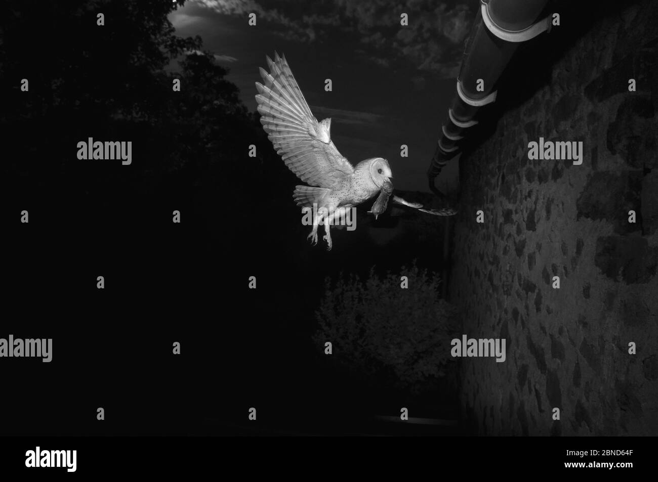 Gufo di fienile (Tyto alba) che vola verso fienile con preda roditore in becco, preso di notte con infrarossi trappola a distanza macchina fotografica, Mayenne, Pays de Loire, Francia. Foto Stock