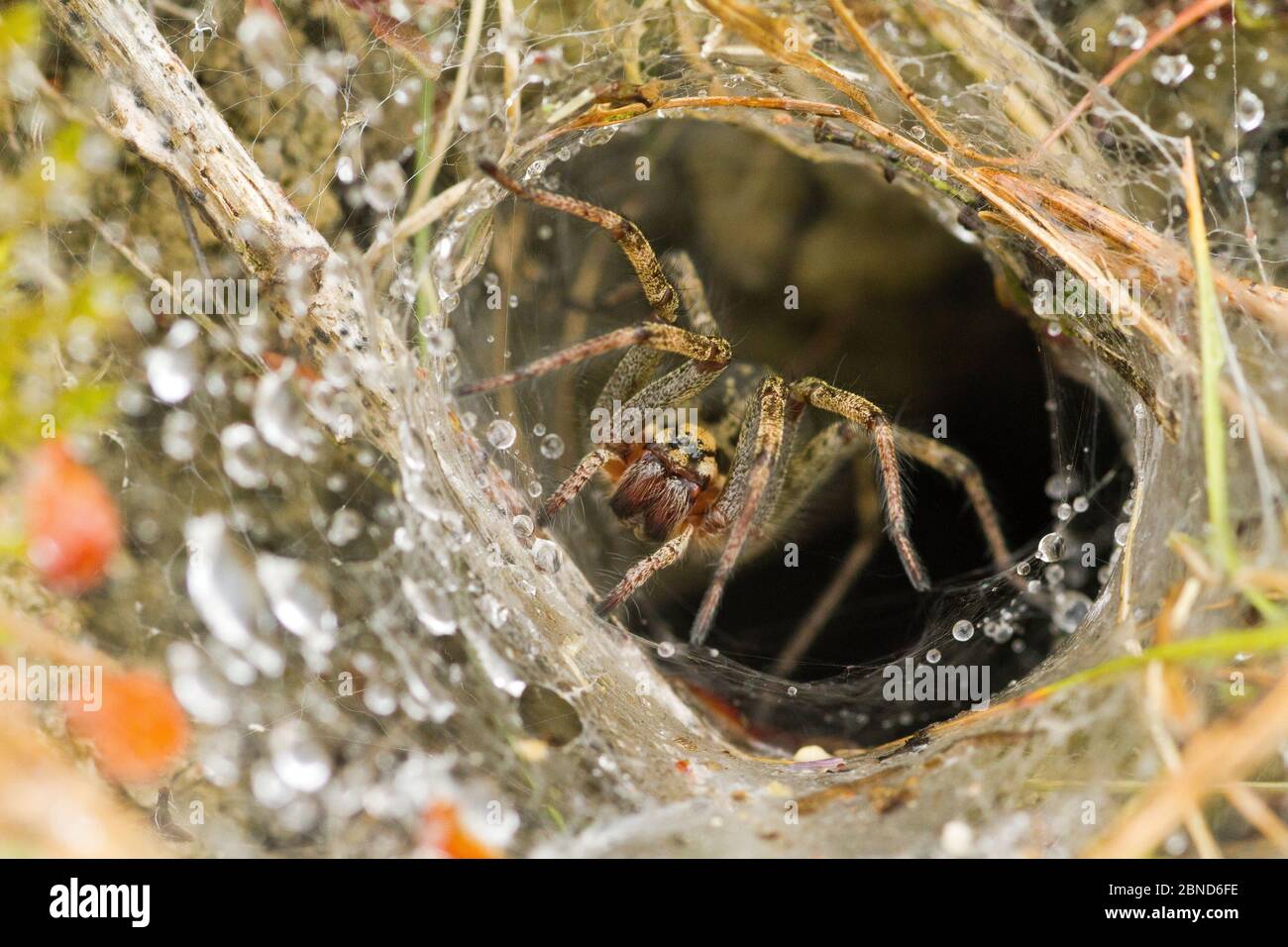 Labirinto spider (Agelena labyrinhthica) all ingresso del web ad imbuto a livello del suolo sul calcare tagliate la prateria, Polden Hills, Somerset, Regno Unito, Luglio. Foto Stock