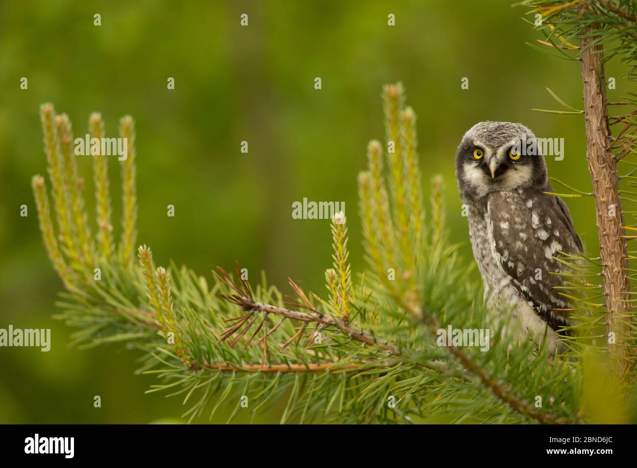 Hawk Owl (ulula di Surnia) arroccato in un pino, Finlandia, giugno. Foto Stock