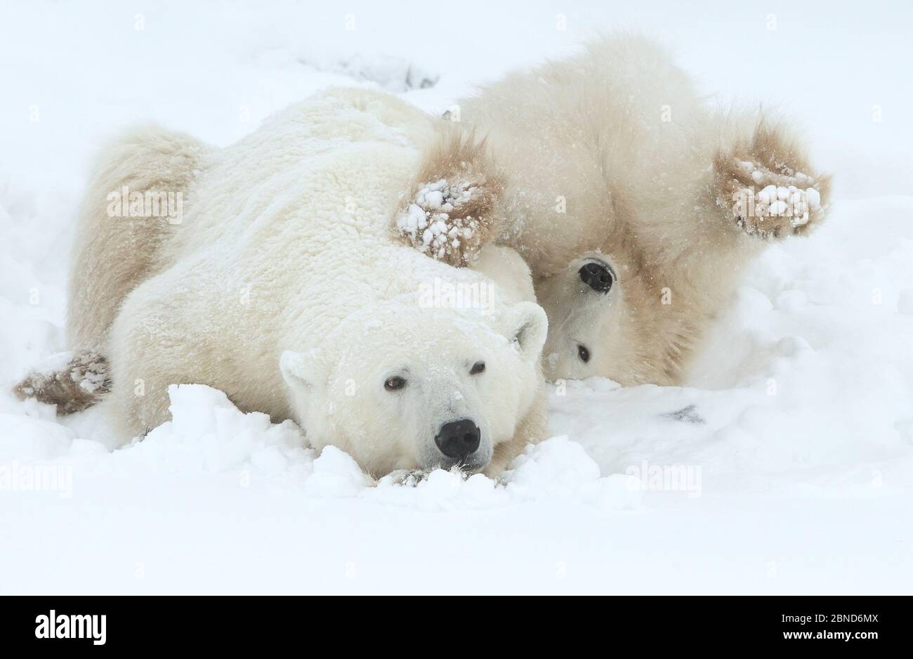 Orso polare (Ursus maritimus) femmina e cucciolo riposo, Churchill, Canada, novembre Foto Stock