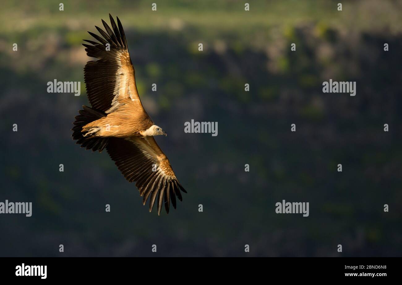 Griffin Vulture (Gyps fulvus) in volo, Israele del Nord, gennaio Foto Stock