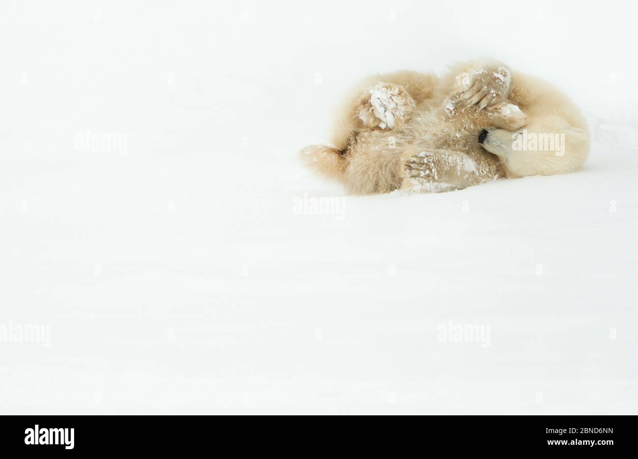 Orso polare (Ursus maritimus) cucciolo che rotola nella neve, Churchill, Canada, novembre Foto Stock