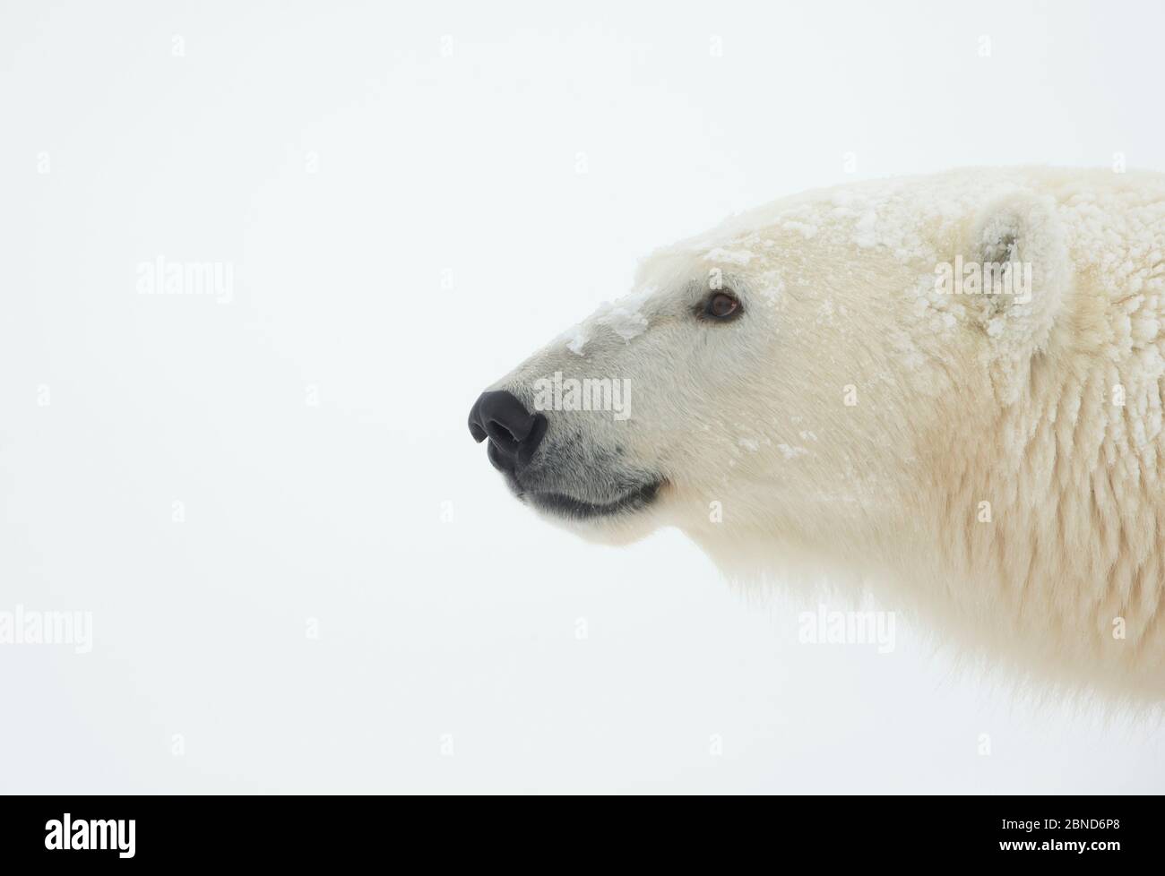 Orso polare (Ursus maritimus) femmina, Churchill, Canada, novembre Foto Stock