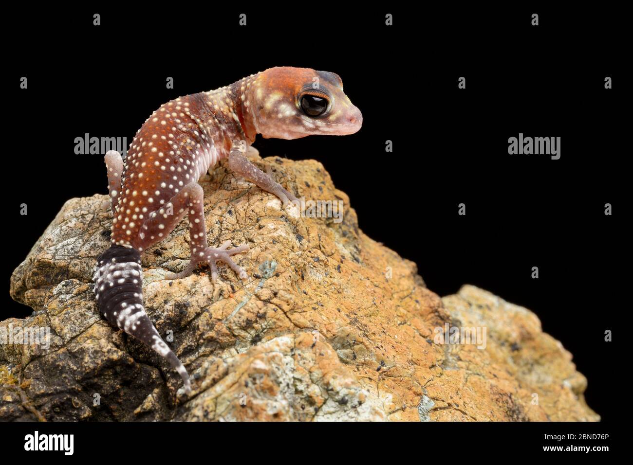 Geco australiano di abbaiamento (Underwoodisaurus milii) hatchling, captive si verifica in Australia meridionale. Foto Stock