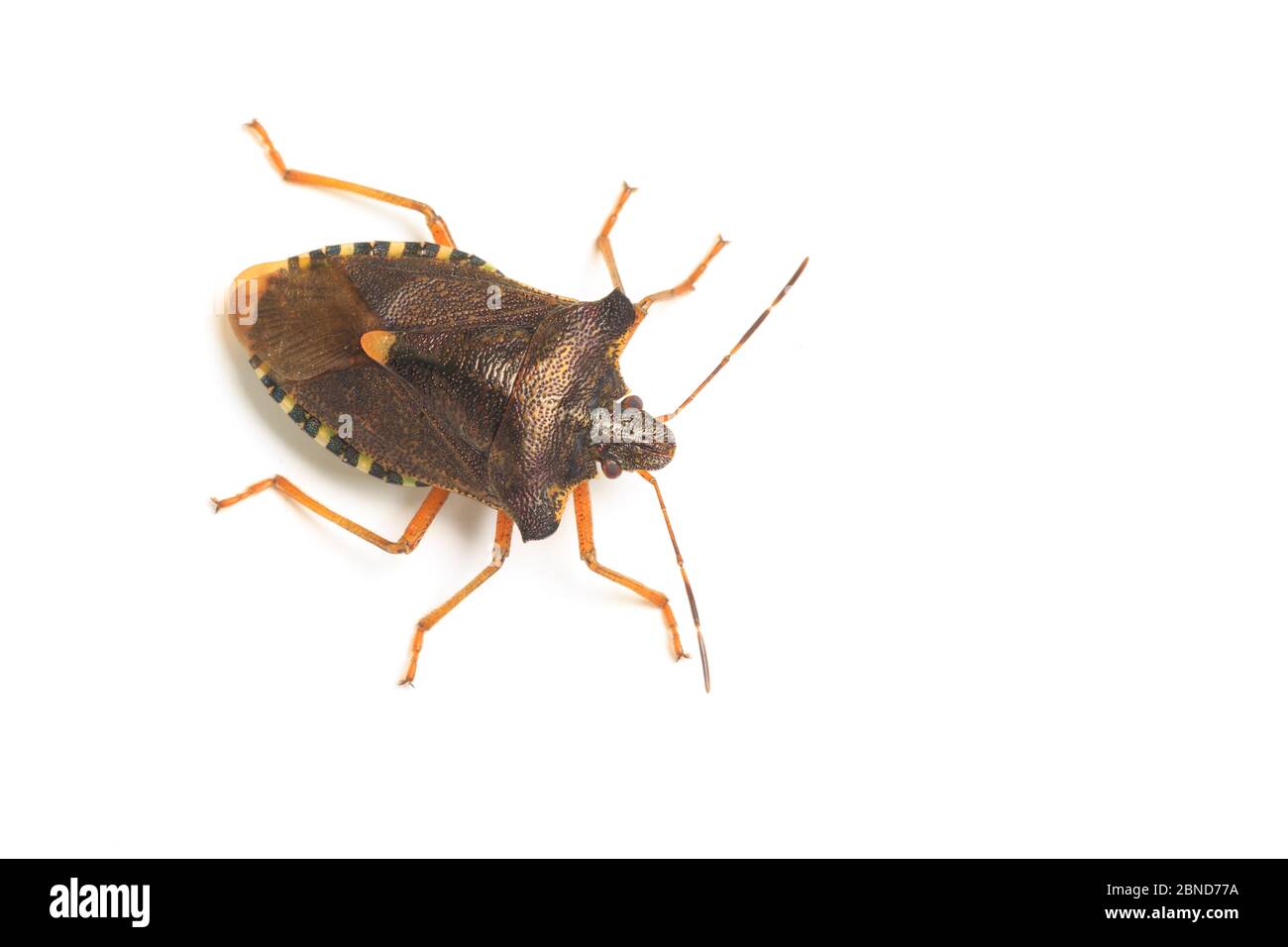 Scovolo a zampe rosse (rufipes Pentatoma) su sfondo bianco, Derbyshire, Inghilterra, Regno Unito, settembre. Foto Stock