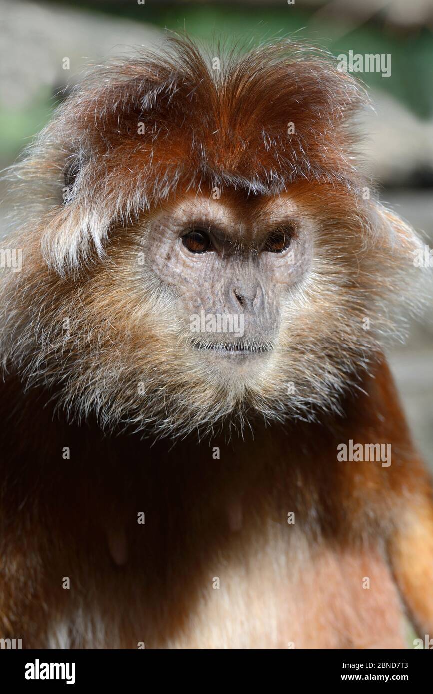 Javan Langur (Trachypithecus auratus) prigioniero allo Zoo de la Boissiere, Francia. Settembre 2014. Foto Stock