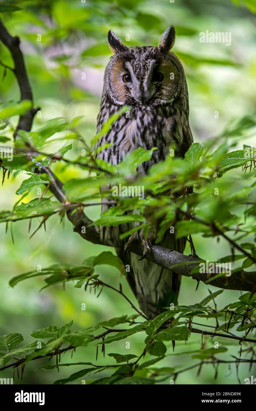Gufo a vista (Asio otus) arroccato in un albero nella foresta, Parco Nazionale della Foresta Bavarese, Germania, maggio. Prigioniero. Foto Stock