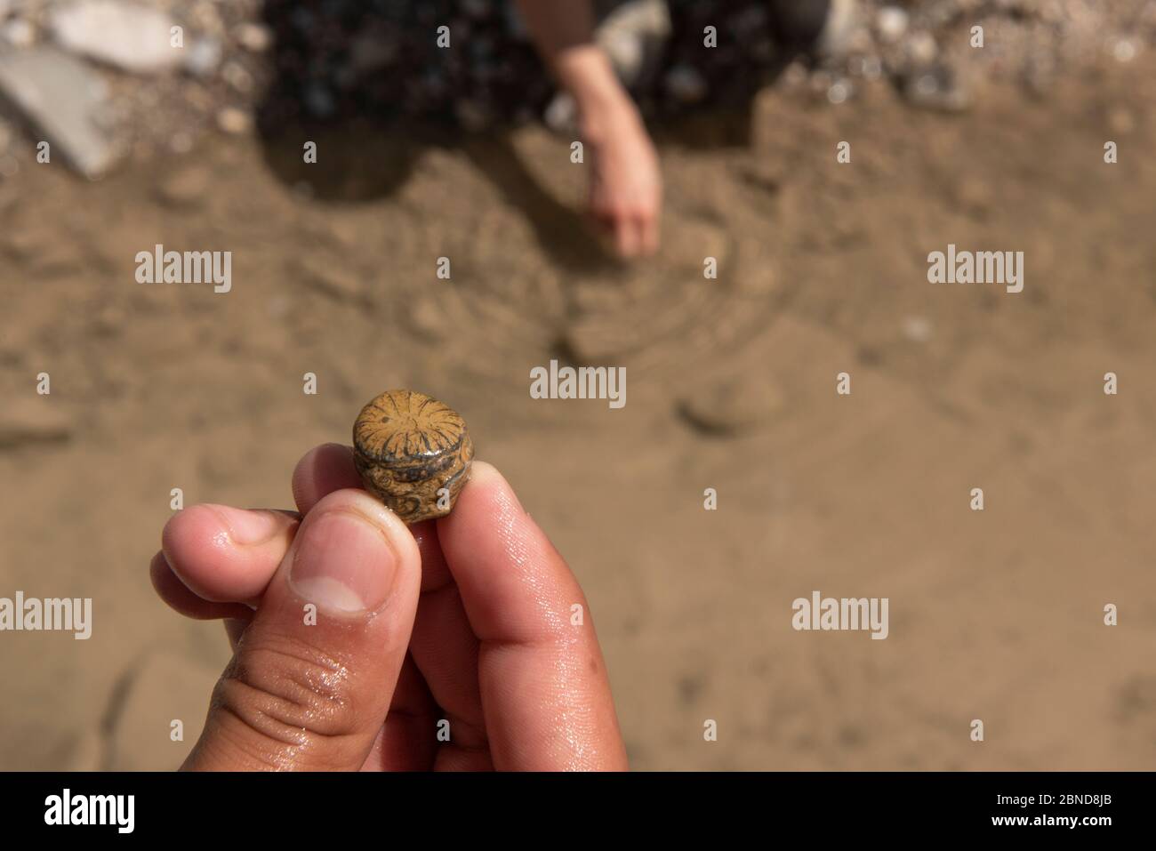 una mano che tiene un crostacei fossilizzato a un ruscello dentro il deserto Foto Stock