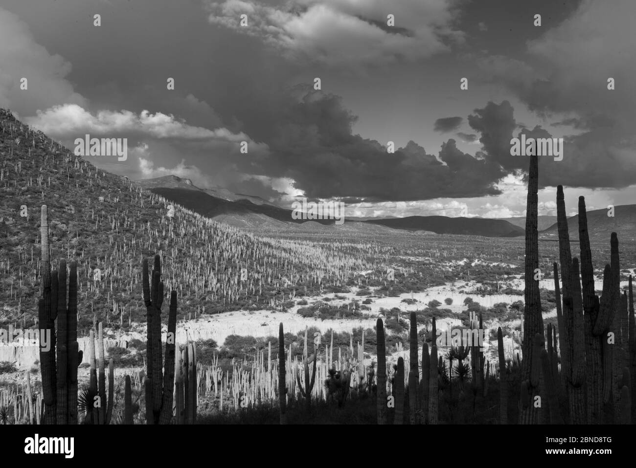 Lansdcape del deserto di Tehuacan con molti cactus Foto Stock