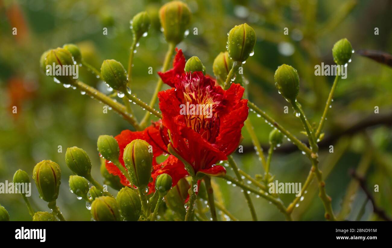 Una Poinciana reale rossa in mezzo ad un bagnato germoglio Foto Stock