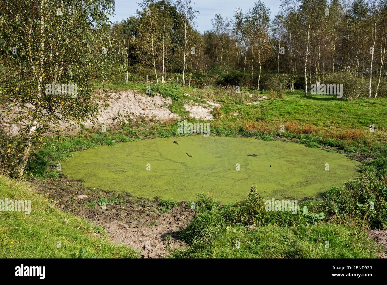 Vecchio uomo fatto stagno per bestiame, ora habitat ideale in campo per anfibi come rane, rane e salamandre. Francia, settembre. Foto Stock