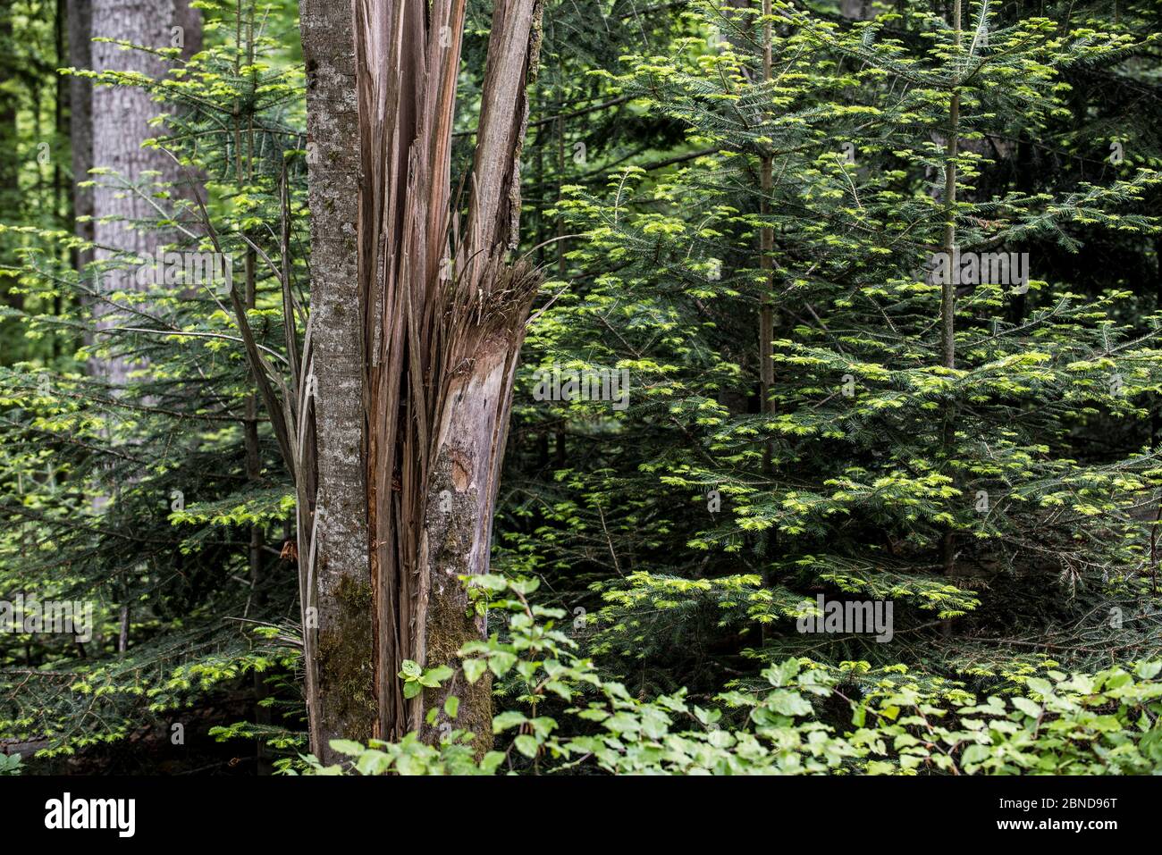 Danni alle tempeste nella foresta che mostra il tronco di albero rotto, scattato da venti uragani, e le salture conifere, la foresta bavarese, Germania Foto Stock