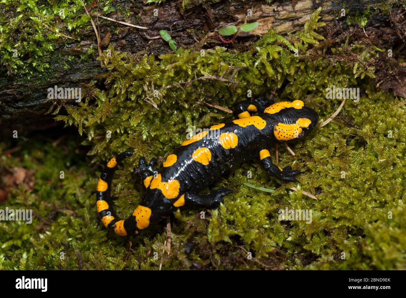 Salamander fuoco (Salamandra salamandra) Sachsische Schweiz / Saxon Svizzera Parco Nazionale, Germania, aprile. Foto Stock