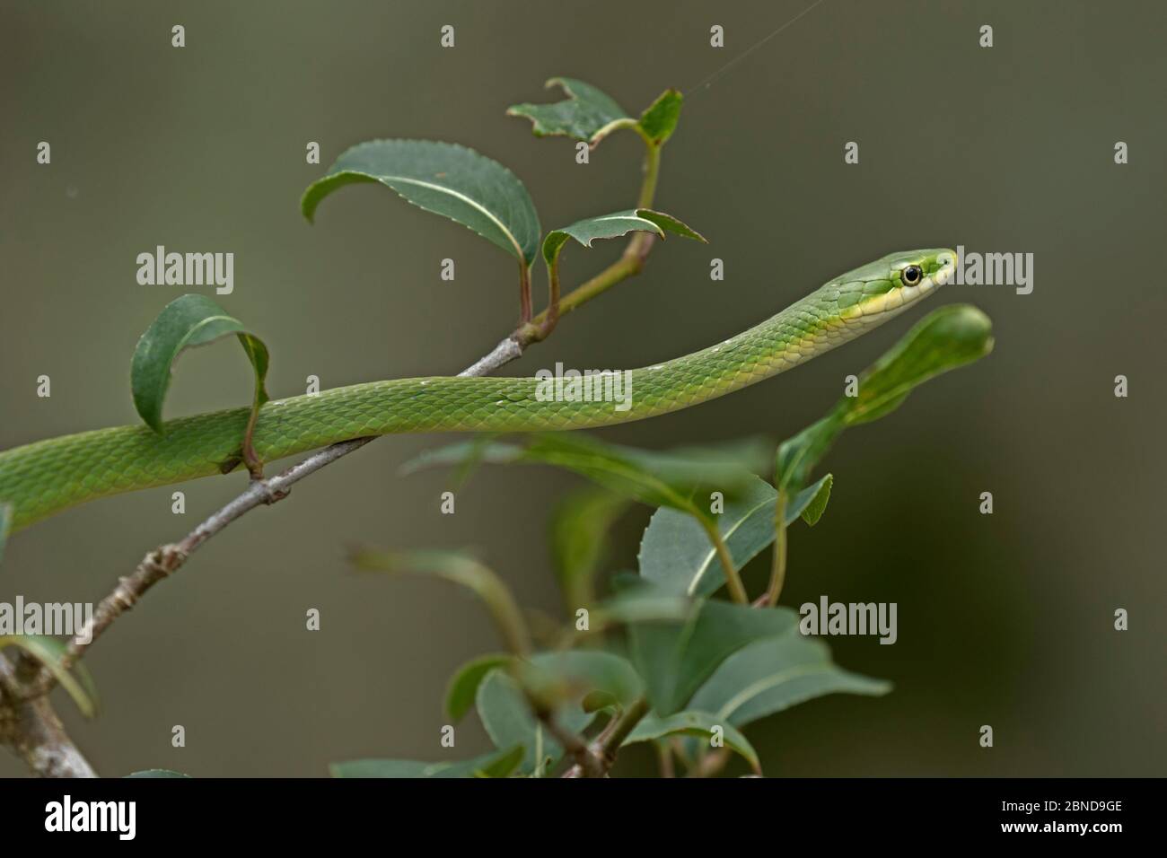 Serpente verde ruvido (Ofeodrys aestivus), Maryland, USA, luglio. Foto Stock