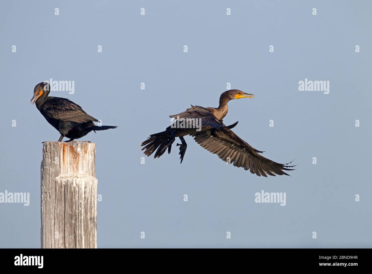 Cormorani a doppia cresta (Phalacrocorax auritus) uno arroccato, e uno in volo, Fort Myers Beach, Florida, USA, marzo. Foto Stock