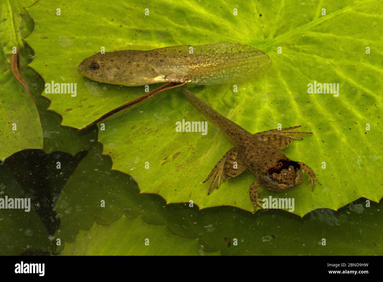 Rana americana (litobates catesbeianus) tadpole e froglet tra le palchi di ninfea, Washington, Distretto di Columbia, USA. Luglio. Foto Stock