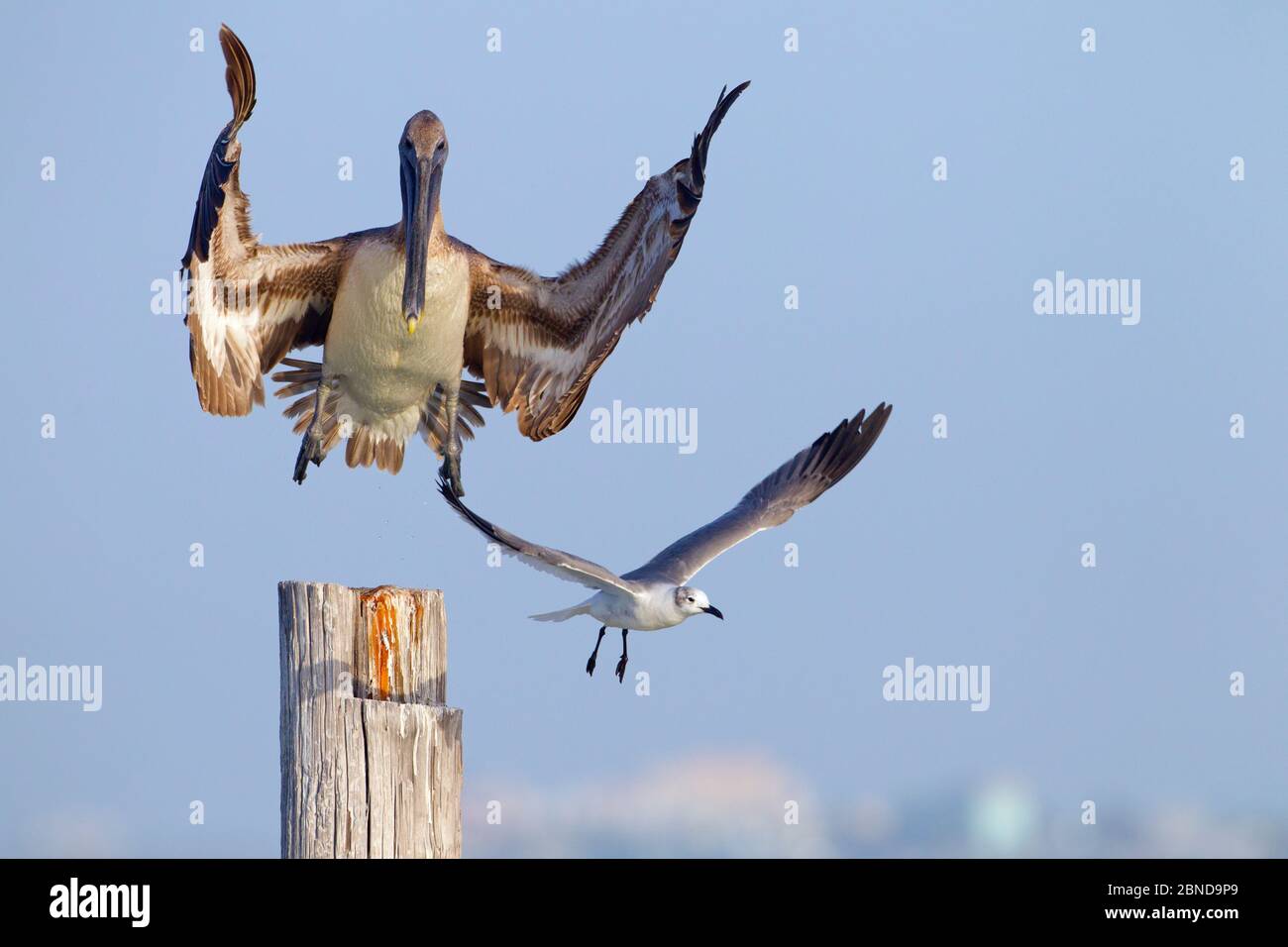 Pellicano bruno (Pelicanus occidentalis) che entra in terra sul posto con gabbiano di Laughing (Larus atricilla), Costa del Golfo, Florida, USA, marzo. Foto Stock