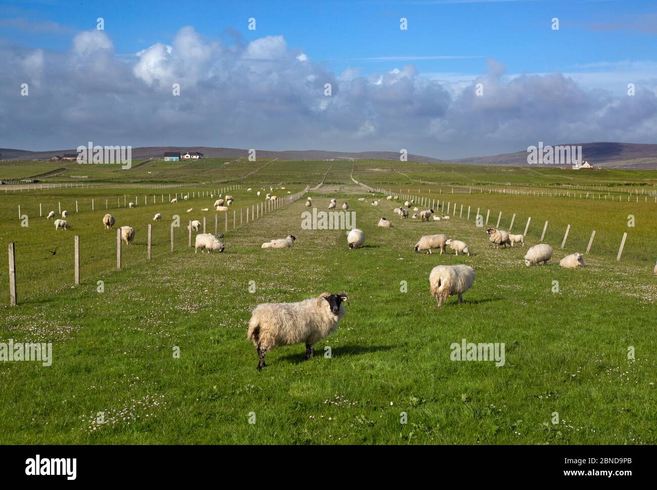 Lunghe strisce di terreni coltivati a Croft, con pecore da pascolo, Baile Mor, North Uist, Ebridi esterne, Scozia, Regno Unito, giugno. Foto Stock