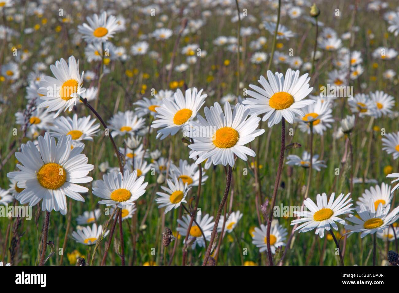 Bue-eye daises (Leucanthemum vulgare) fiorente in prato, Norfolk, Inghilterra, Regno Unito. Giugno. Foto Stock