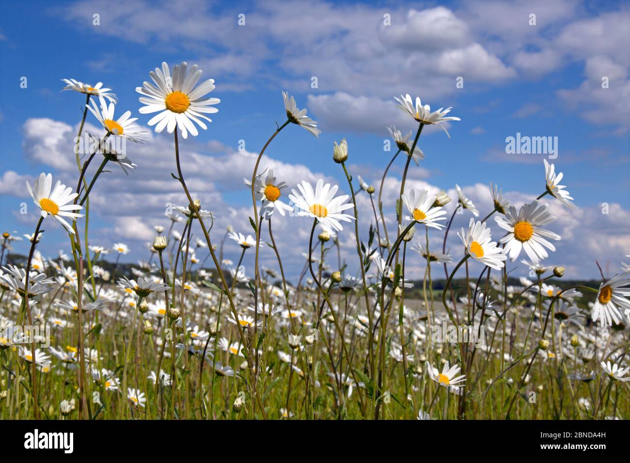 Bue-eye daises (Leucanthemum vulgare) fiorente in prato, Norfolk, Inghilterra, Regno Unito. Giugno. Foto Stock