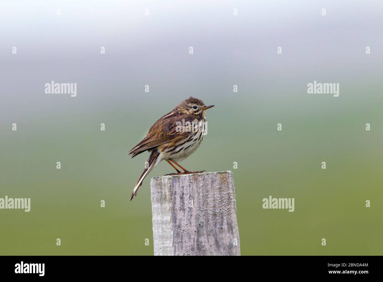 Meadow Pipit (Anthus pratensis) arroccato sul posto, Uist del Nord, Scozia, Inghilterra, Regno Unito, giugno. Foto Stock