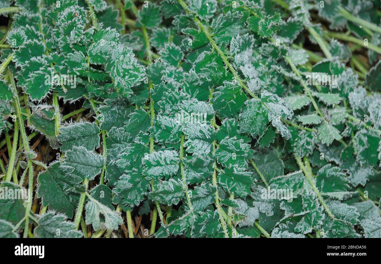 Le foglie di rue che crescono in un campo sono gelate dopo le gelate pesanti durante la notte Foto Stock