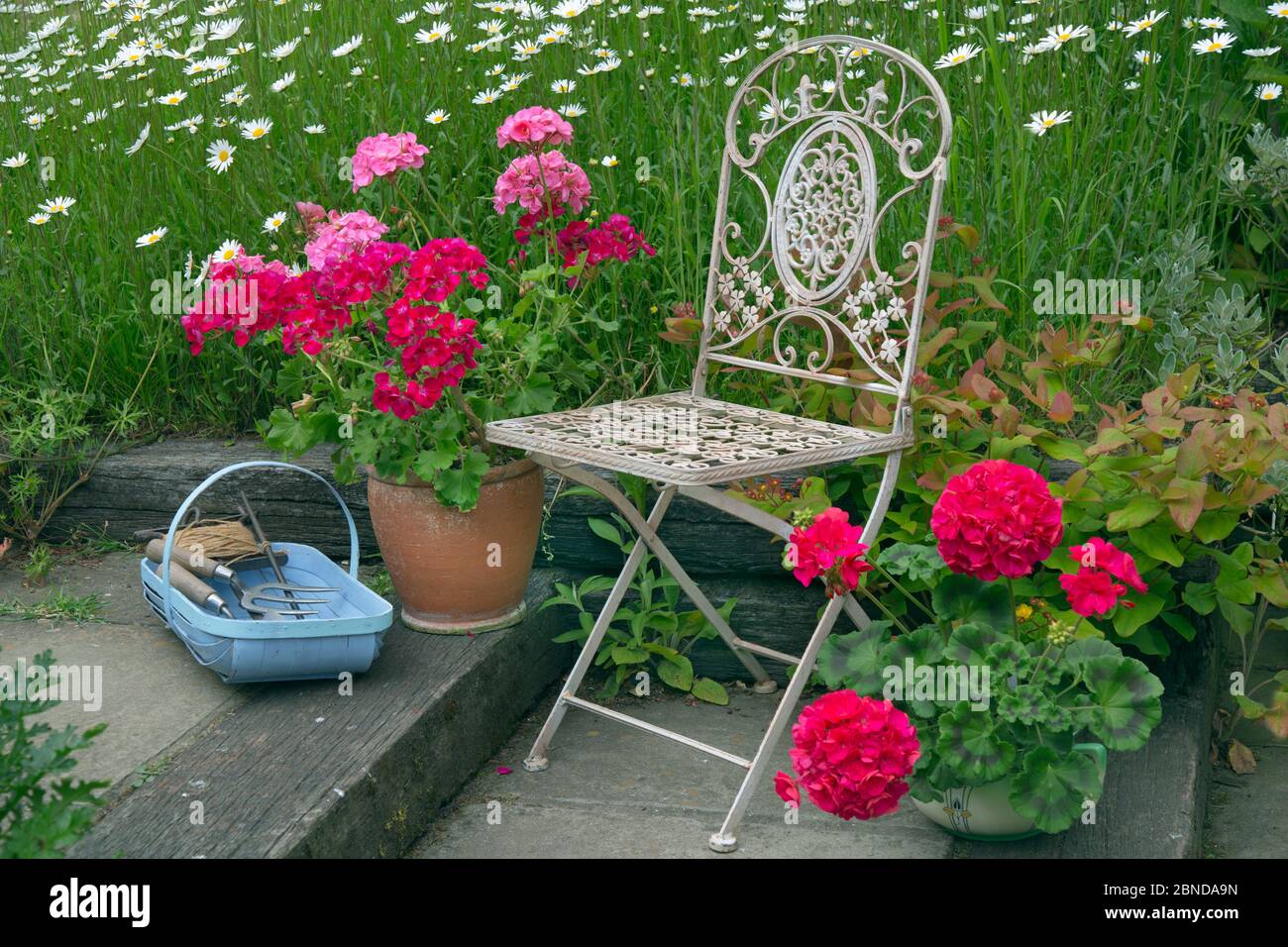 Sedia da giardino con pelargoniums in vaso e attrezzi da giardino in cestino con margherite Ox-eye (Leucanthemum vulgare). Foto Stock