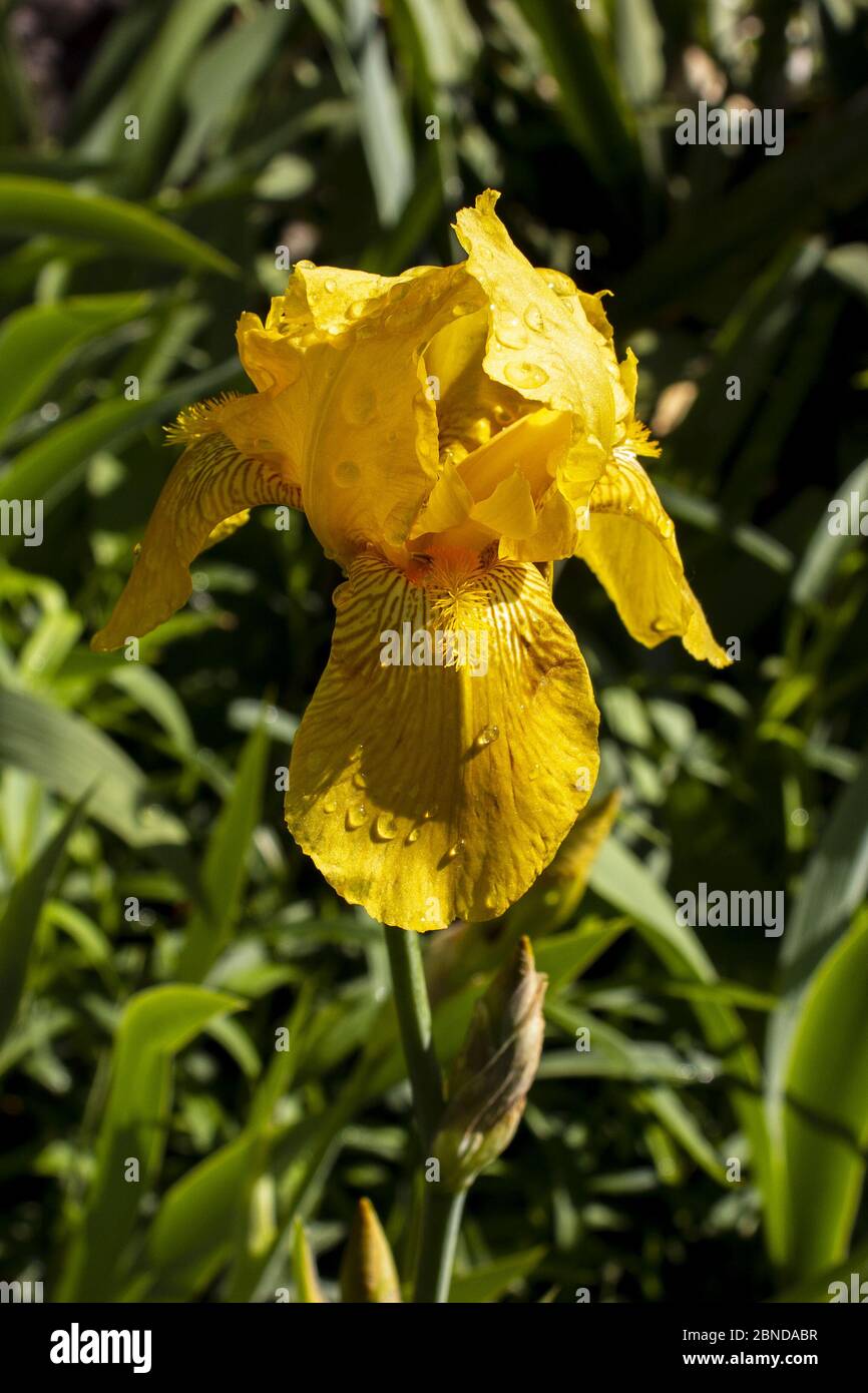 Iris pseudacorus - bandiera gialla - iride gialla - bandiera acqua in giardino Foto Stock