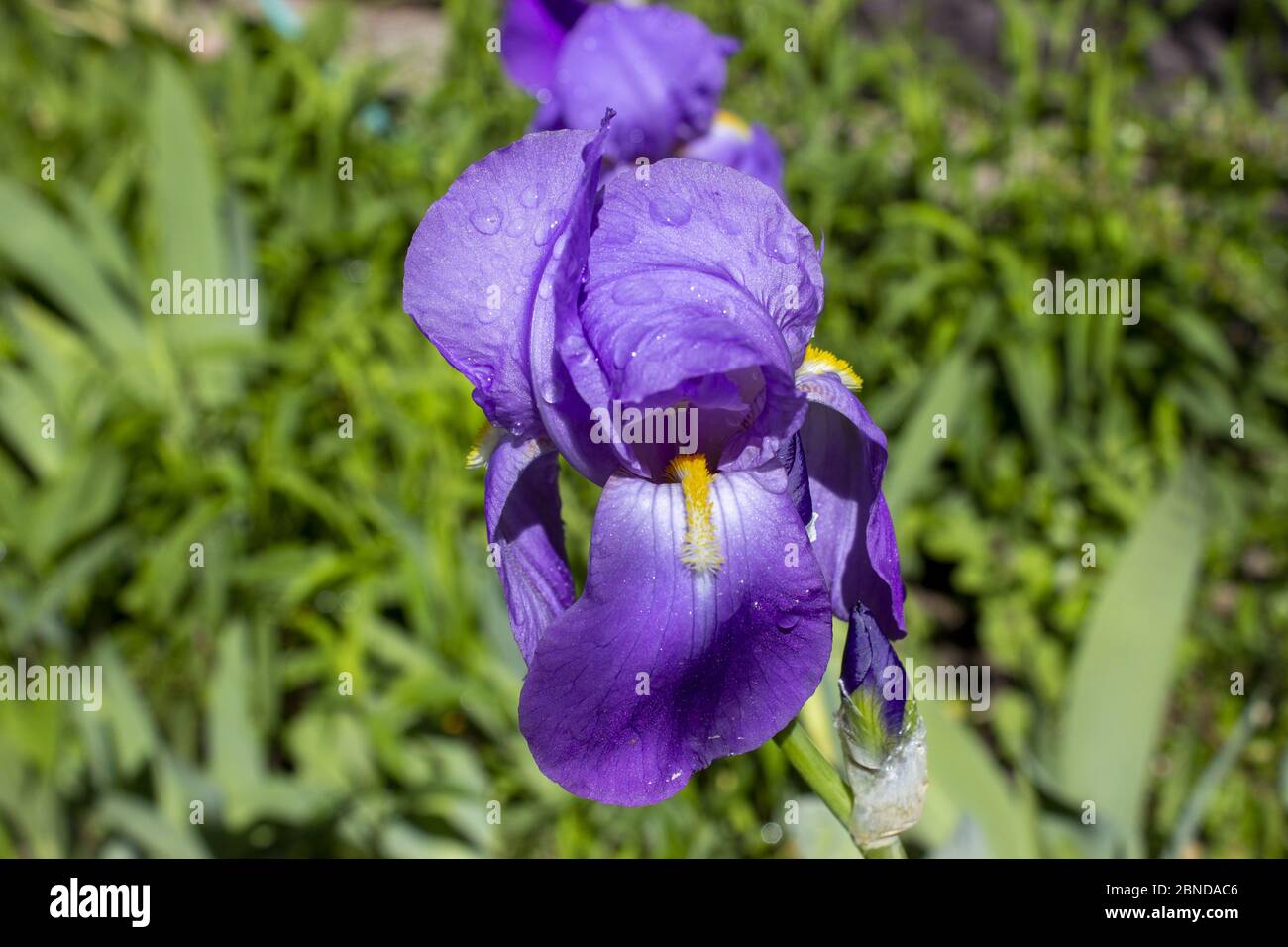 Blue iris pseudacorus - bandiera dell'acqua in un giardino Foto Stock