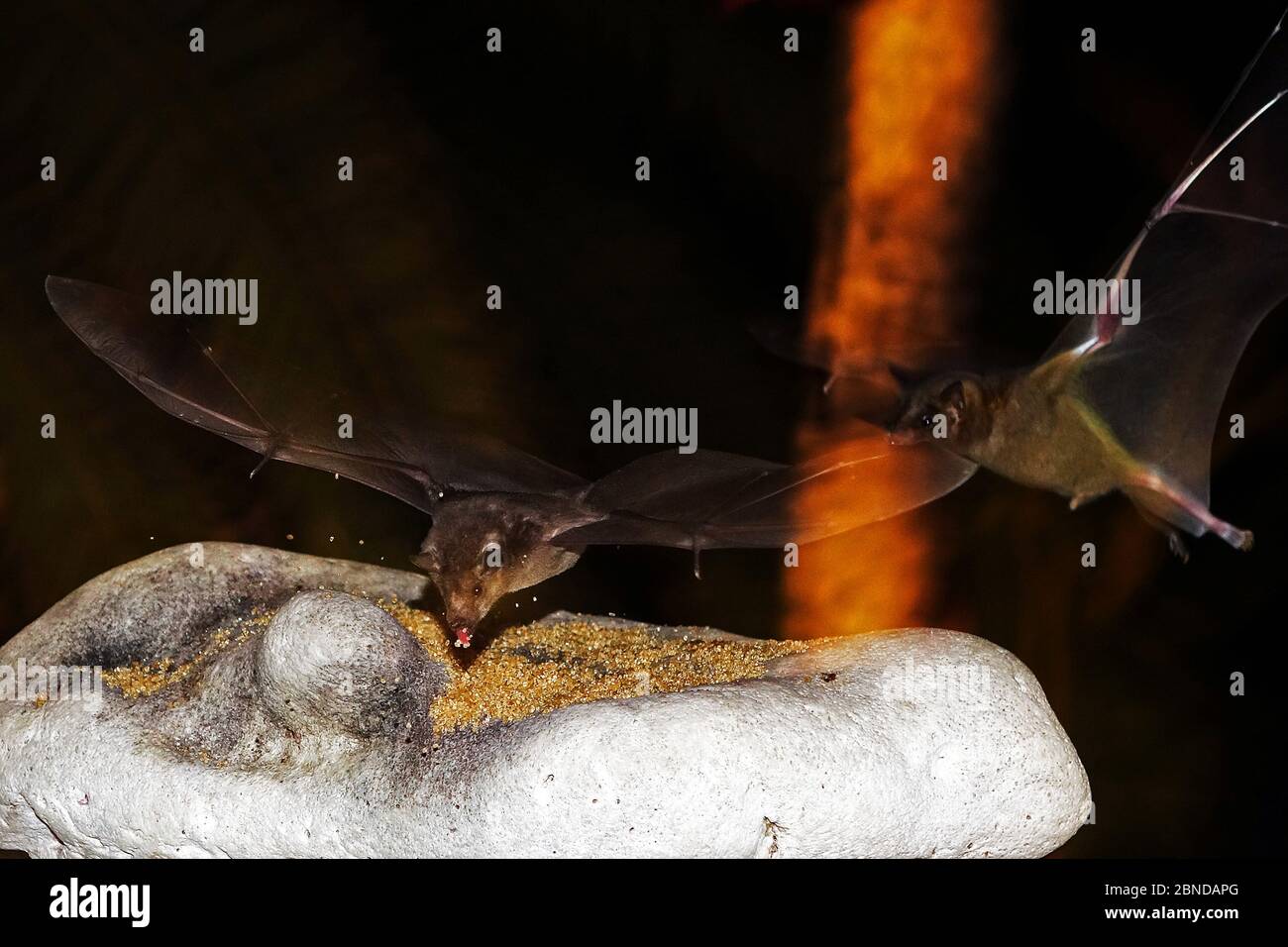 Pipistrelli che volano e surching per il cibo, isola di Bonaire, Caraibi Foto Stock