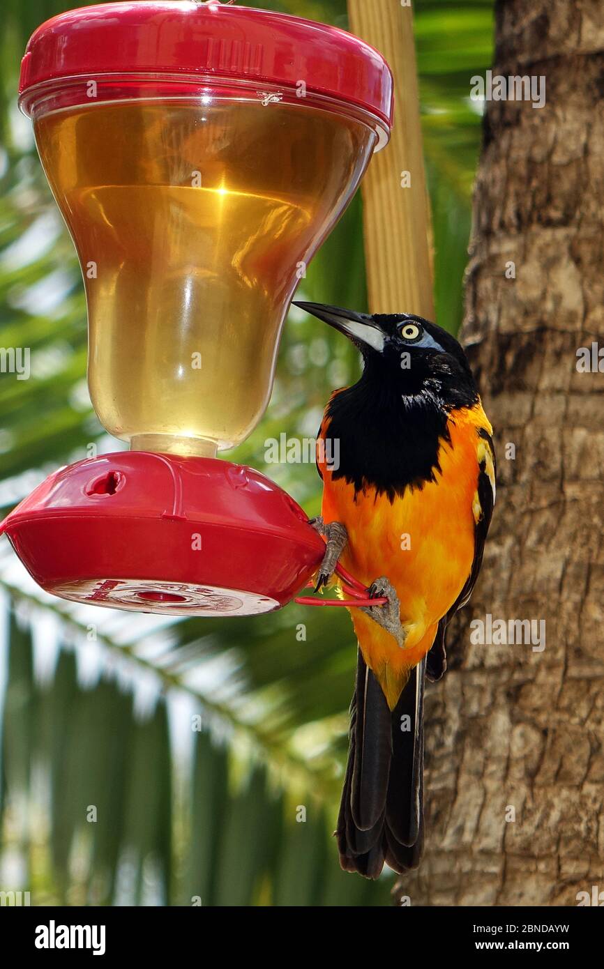 Il giallo trupial sta bevendo l'acqua dello zucchero da un alimentatore del hummingbird, Bonaire, caraibico Foto Stock