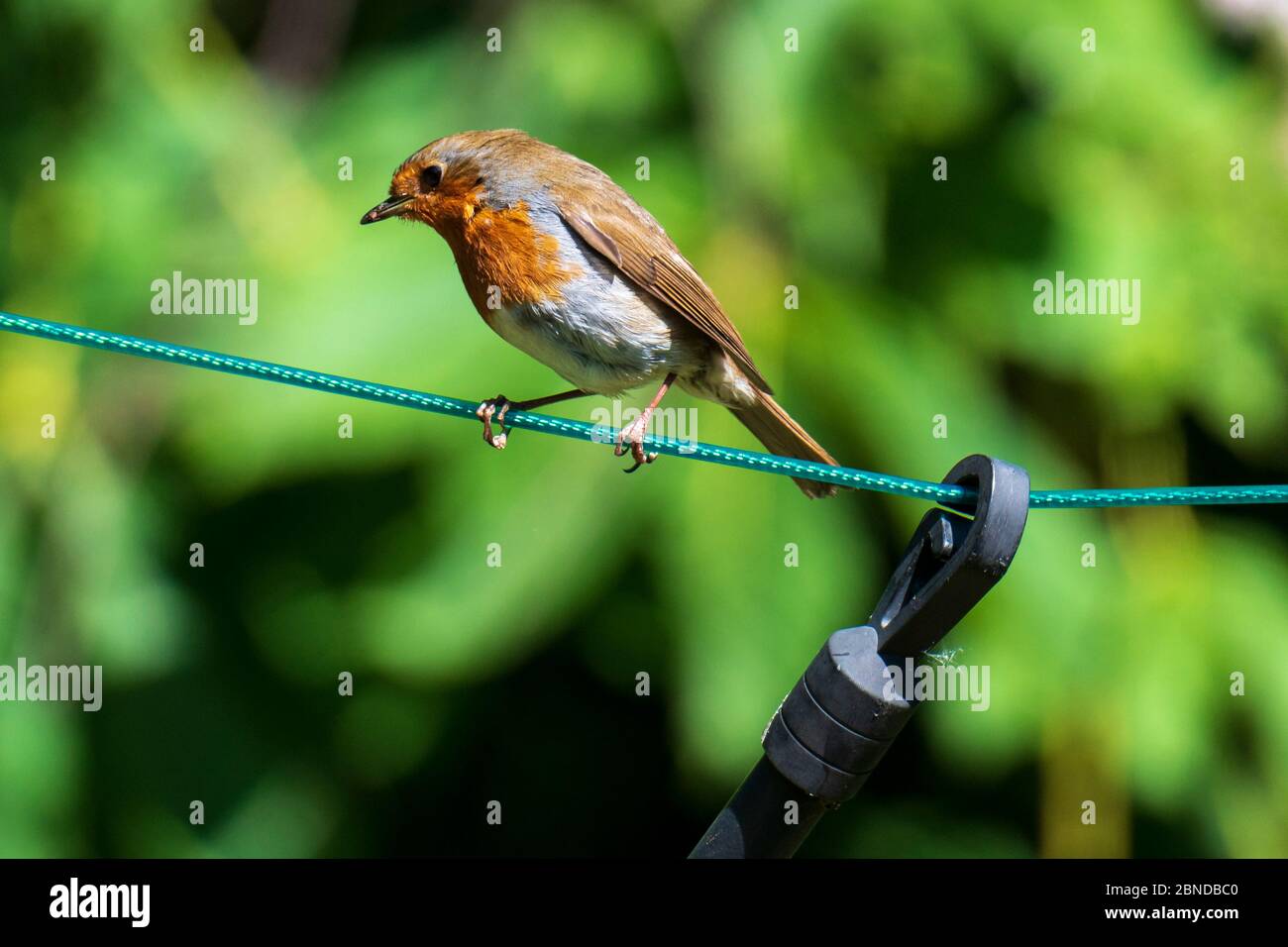 Robin rosso su una linea di lavaggio giardino. Foto Stock
