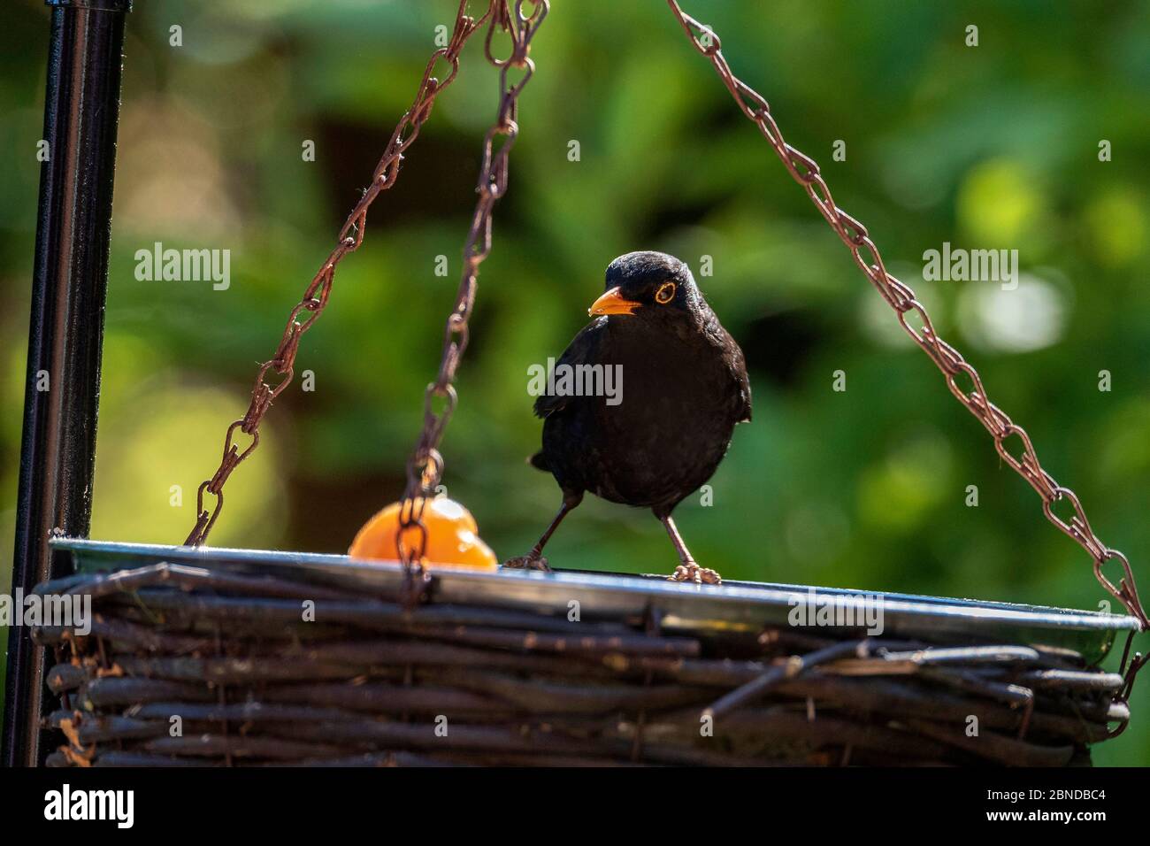 Maschio uccello nero che si nuda su un birdtable. Foto Stock