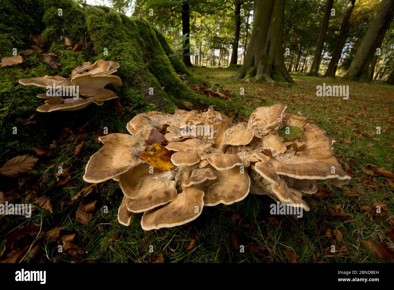 Fungo gigante di polipo (Meripilus giganteus) su moncone di alberi morti, Derbyshire, Inghilterra, Regno Unito. Foto Stock