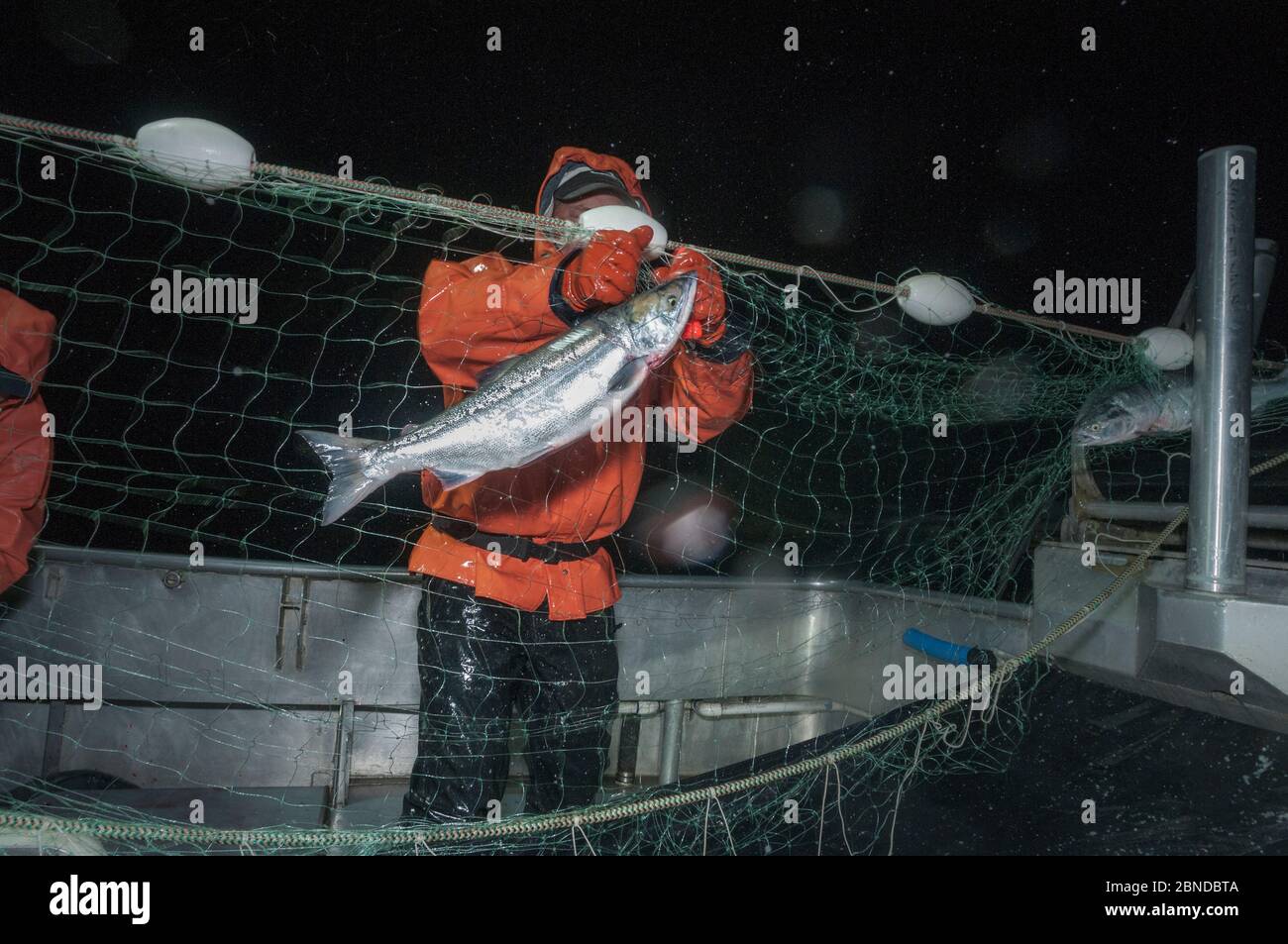 Pescatore che stancherà il salmone Sockeye (Oncorhynchus nerka) dalla rete di gill di deriva. Fiume Naknek, Bristol Bay, Alaska, USA, giugno 2015. Modello rilasciato. Foto Stock