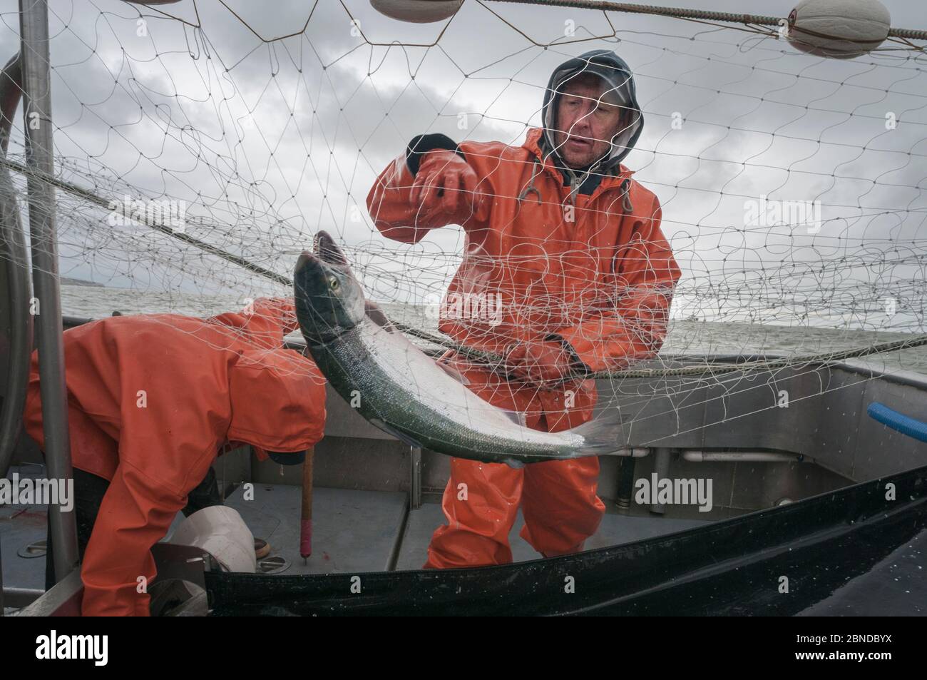 Pescatore che stancherà il salmone Sockeye (Oncorhynchus nerka) dalla rete di gill di deriva. Fiume Naknek, Bristol Bay, Alaska, USA, giugno 2015. Modello rilasciato. Foto Stock