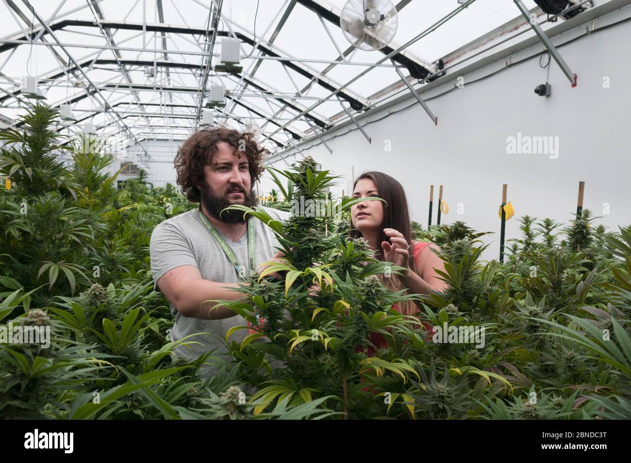 Uomo e donna con impianto di Cannabis in fattoria biologica Marijuana, Pueblo, Colorado, USA, giugno 2015. . La marijuana ha legalizzato nello stato del Colorado, e. Foto Stock