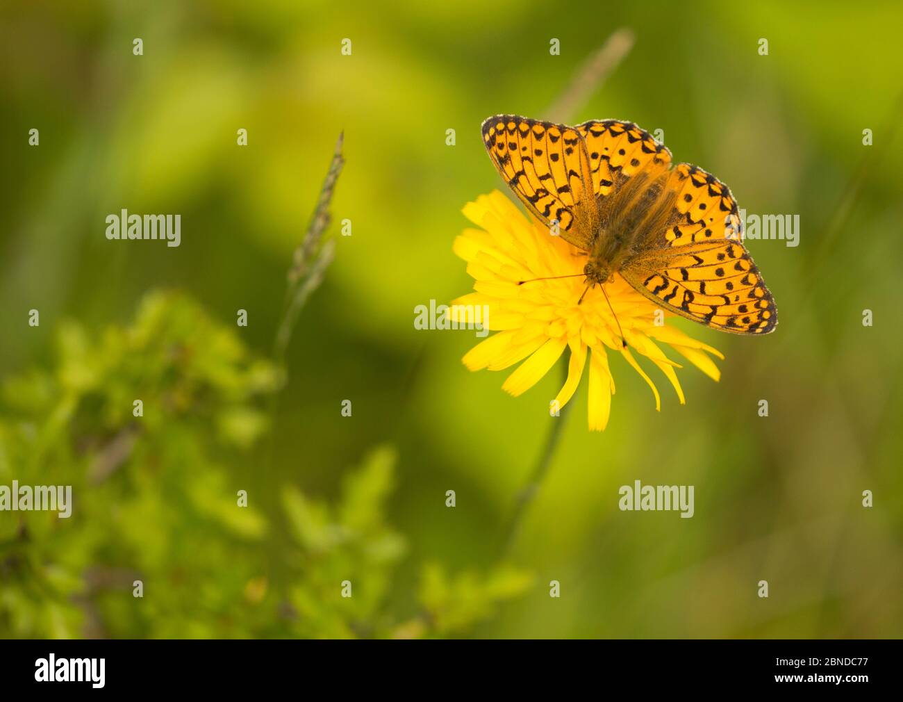 fritillary verde scuro (Argynnis aglaja) su fiore, Coombes Dale, Derbyshire, Inghilterra, Regno Unito, luglio. Foto Stock