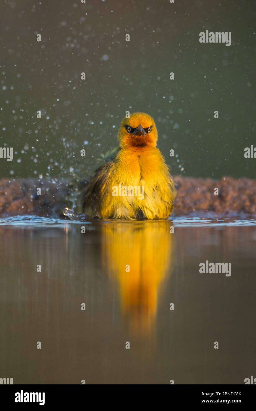 Weatled Weaver (Ploceus ocularis), Zimanga private Game Reserve, Kwazulu-Natal, Sudafrica, maggio Foto Stock