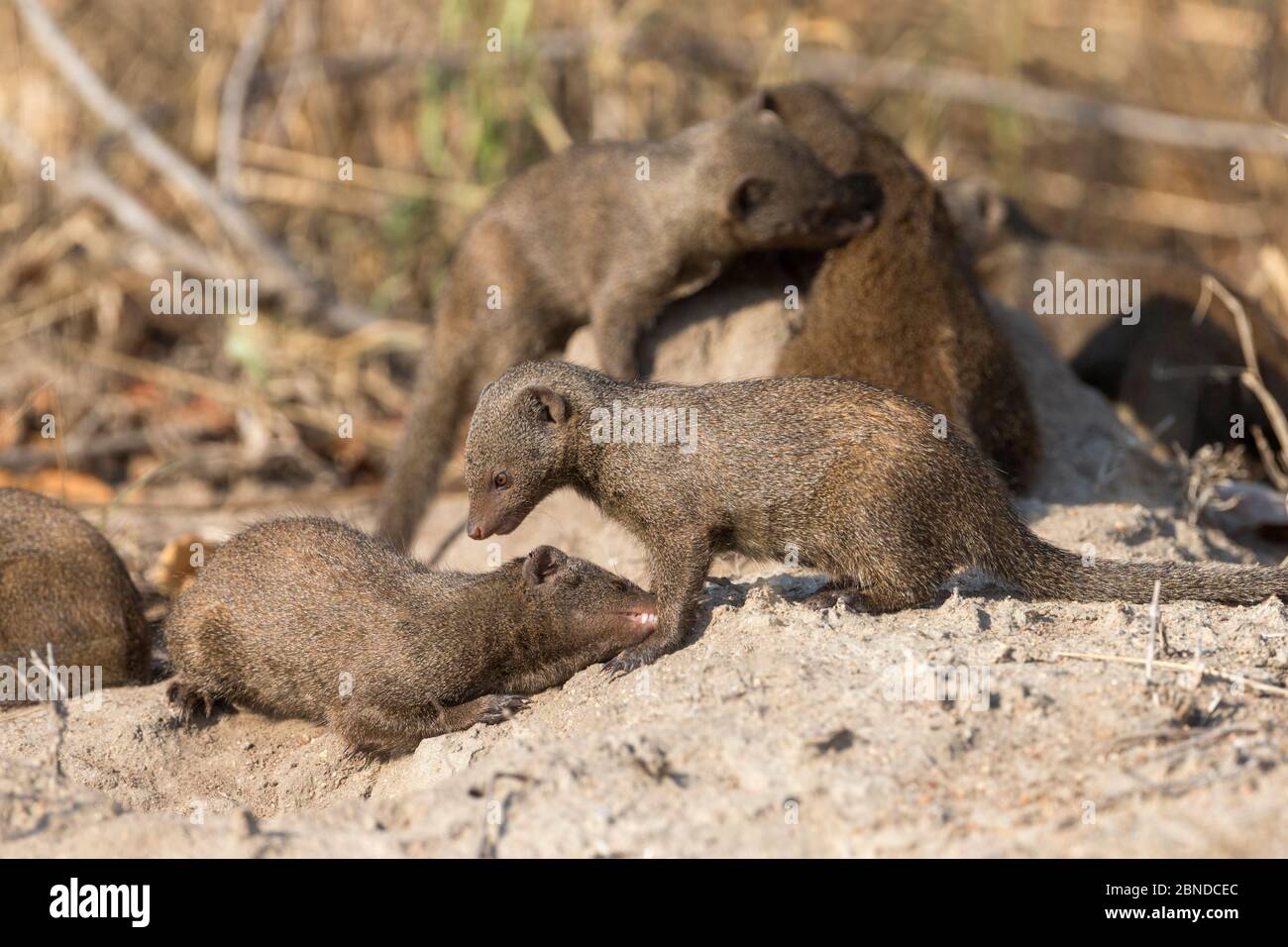 Mongooses nani (Helogale parvula) che si addentano vicino den su tumulo di termite, Kruger National Park, Sudafrica, giugno Foto Stock
