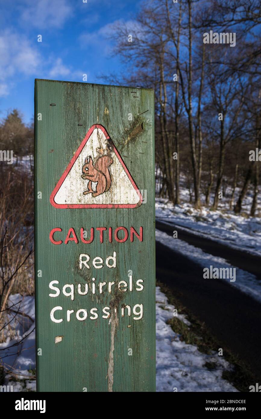 Segnale di avvertimento per il traffico stradale dello scoiattolo rosso (Sciurus vulgaris), zona della riserva di scoiattolo rosso della Foresta di Kielder, parco acquatico e forestale di Kielder, Northumberland, Foto Stock