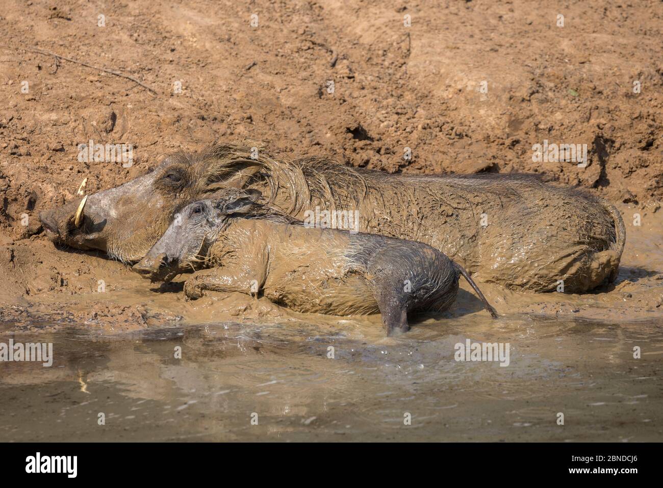 Warthog (Phacochoerus aethiopicus) madre e fango giovane bagnatura, Mkhuze Game Reserve, KwaZulu-Natal, Sudafrica, giugno Foto Stock