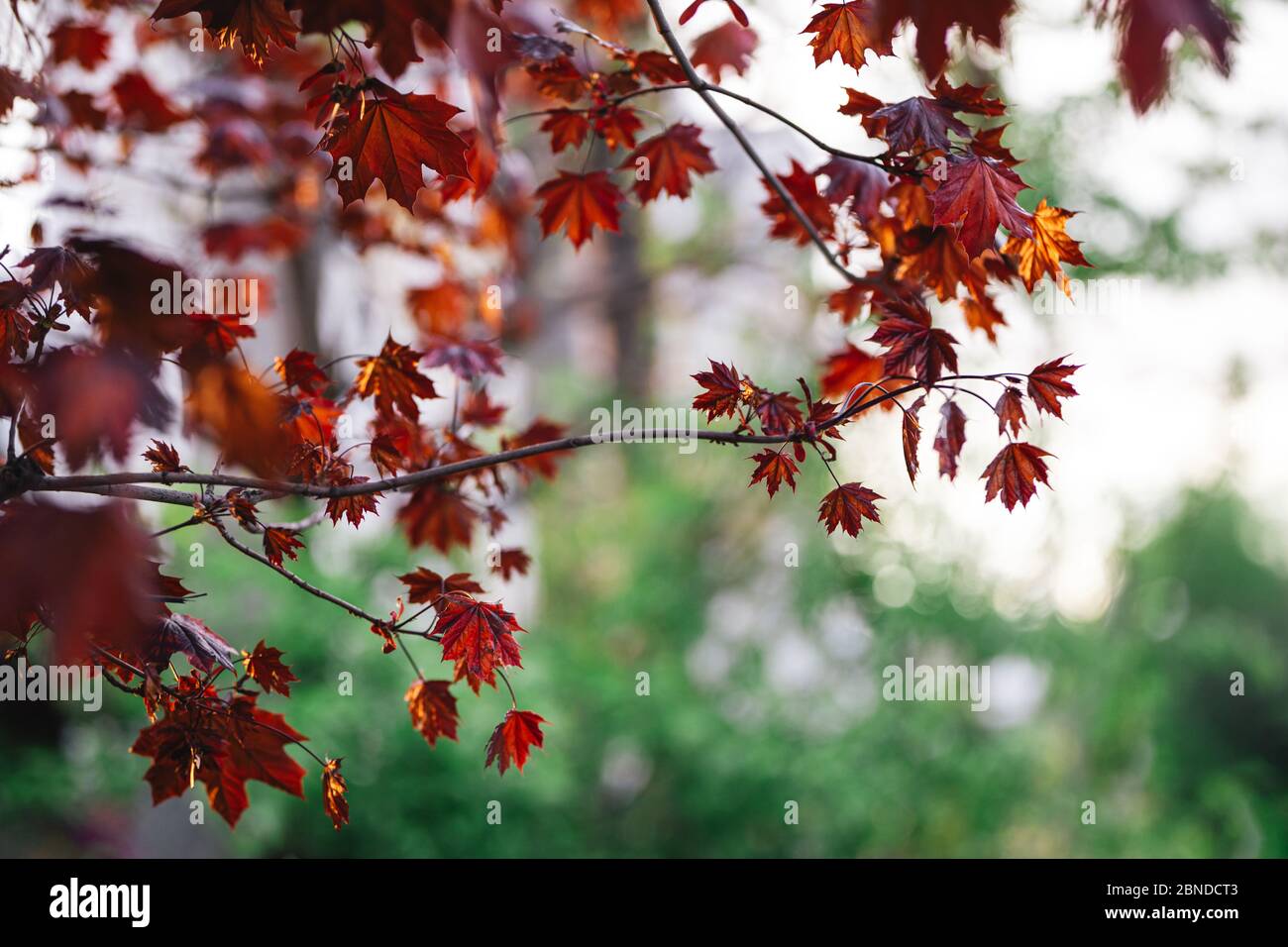 Bei rami di un acero norvegese (Re Crimson, Goldsworth Purple) alla luce del sole. Sfondo della città. Foto Stock