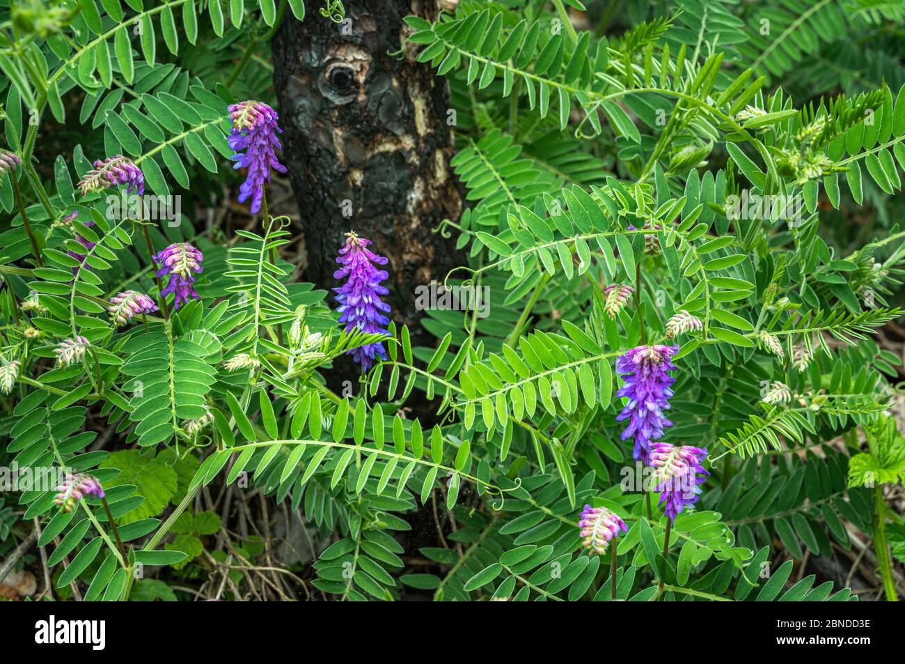 Vicia cracca, bellissimi fiori primaverili in prato. Foto Stock