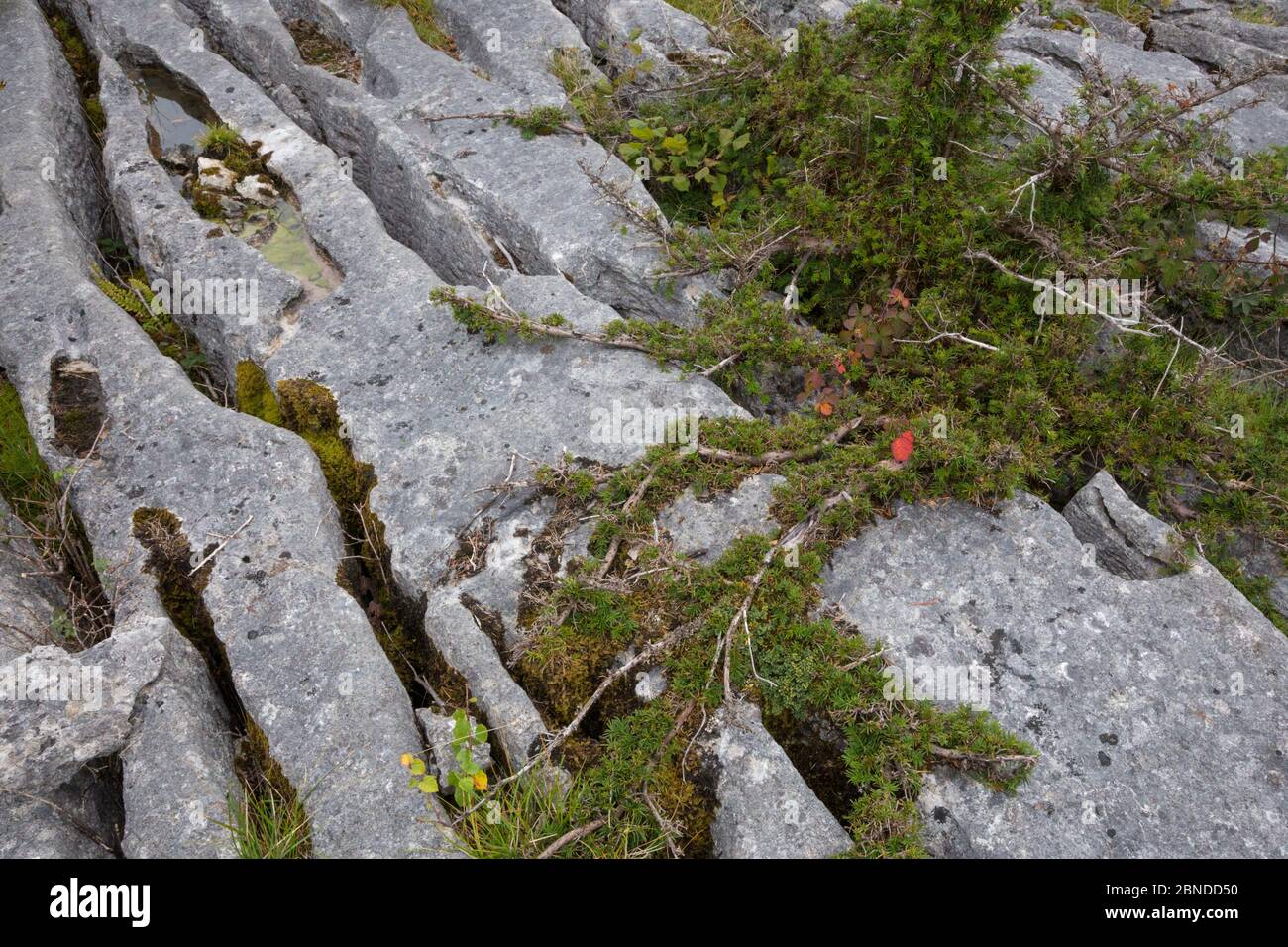 Acrobazie albero di tasso (Taxus baccata) che cresce in pietra calcarea, Gait Barrows National Nature Reserve, Lancashire, Regno Unito. Settembre. Foto Stock