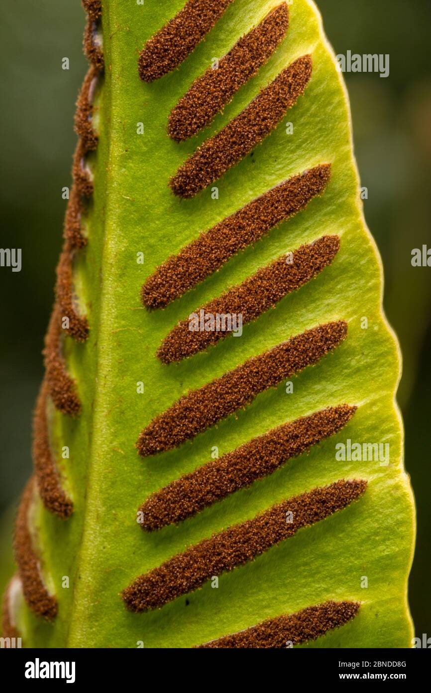 Fern lingua di HART (Asplenium scopolendrium) file di sori sporigeni sul lato inferiore del fronte. Riserva naturale nazionale di Gait Barrows, Lancash Foto Stock